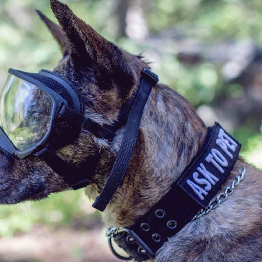 Pet tactical collar